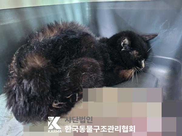 한국동물구조관리협회_411311202500137